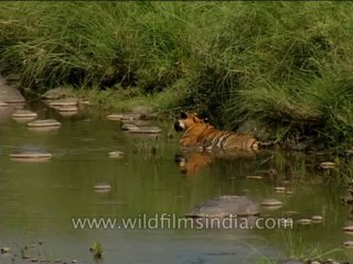 Wildlife-Tiger-Dvd-210-1
