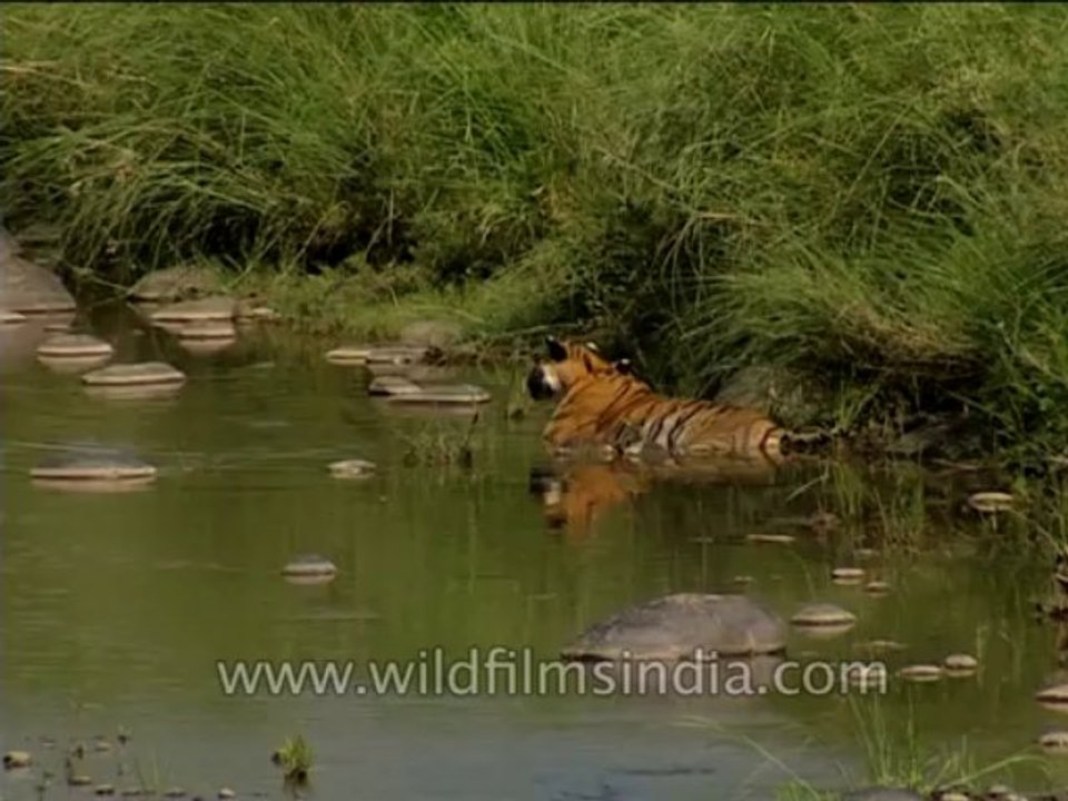 Wildlife-Tiger-Dvd-210-1