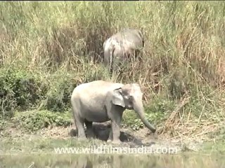 assam-kaziranga-mdv-893-3