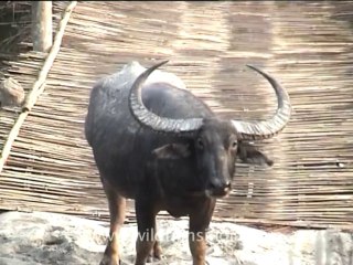 Assam-kaziranga-mdv-894-1