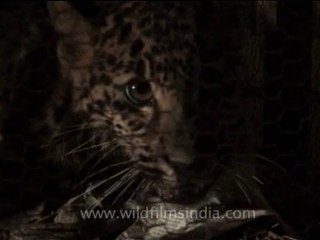 Assam-kaziranga-mdv-894-2