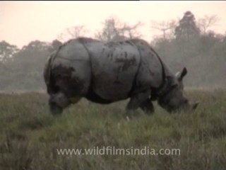 Assam-kaziranga-mdv-894-3