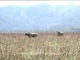 Assam-kaziranga-mdv-894-6