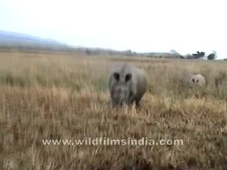 Assam-rhino-no name-5