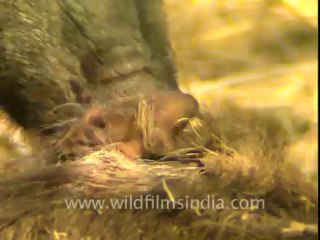 Boar eating boar-sariska-BD-no name-3