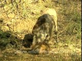 Boar eating boar-sariska-BD-no name-4
