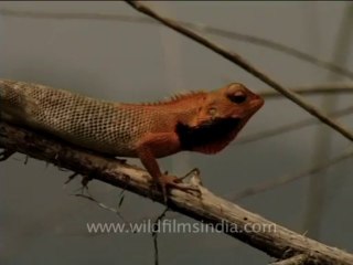 chameleon