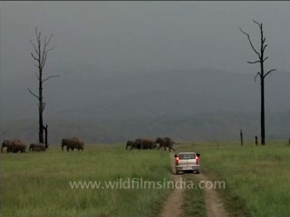 Elephant herd crossing a road-3