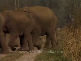 Elephant herd crossing a road-4