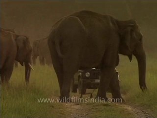 Elephants crossing the road-2