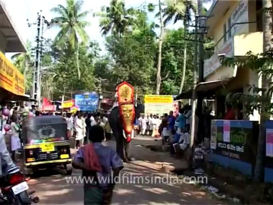 Elephants festivals