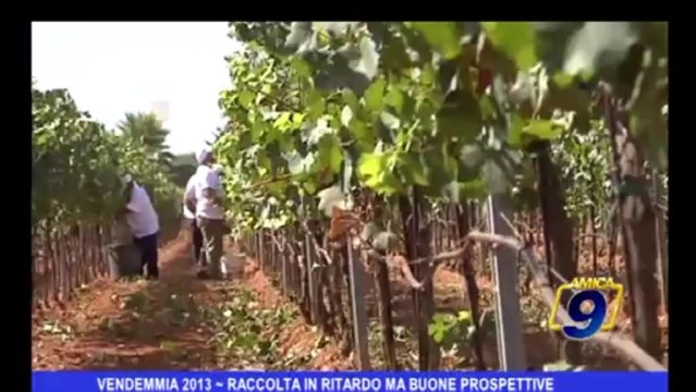 Vendemmia 2013 | Raccolta in ritardo ma buone prospettive