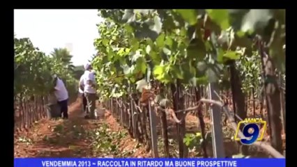 Vendemmia 2013 | Raccolta in ritardo ma buone prospettive