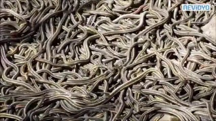 Tones of Snakes in the same place... Indiana jones, help me!