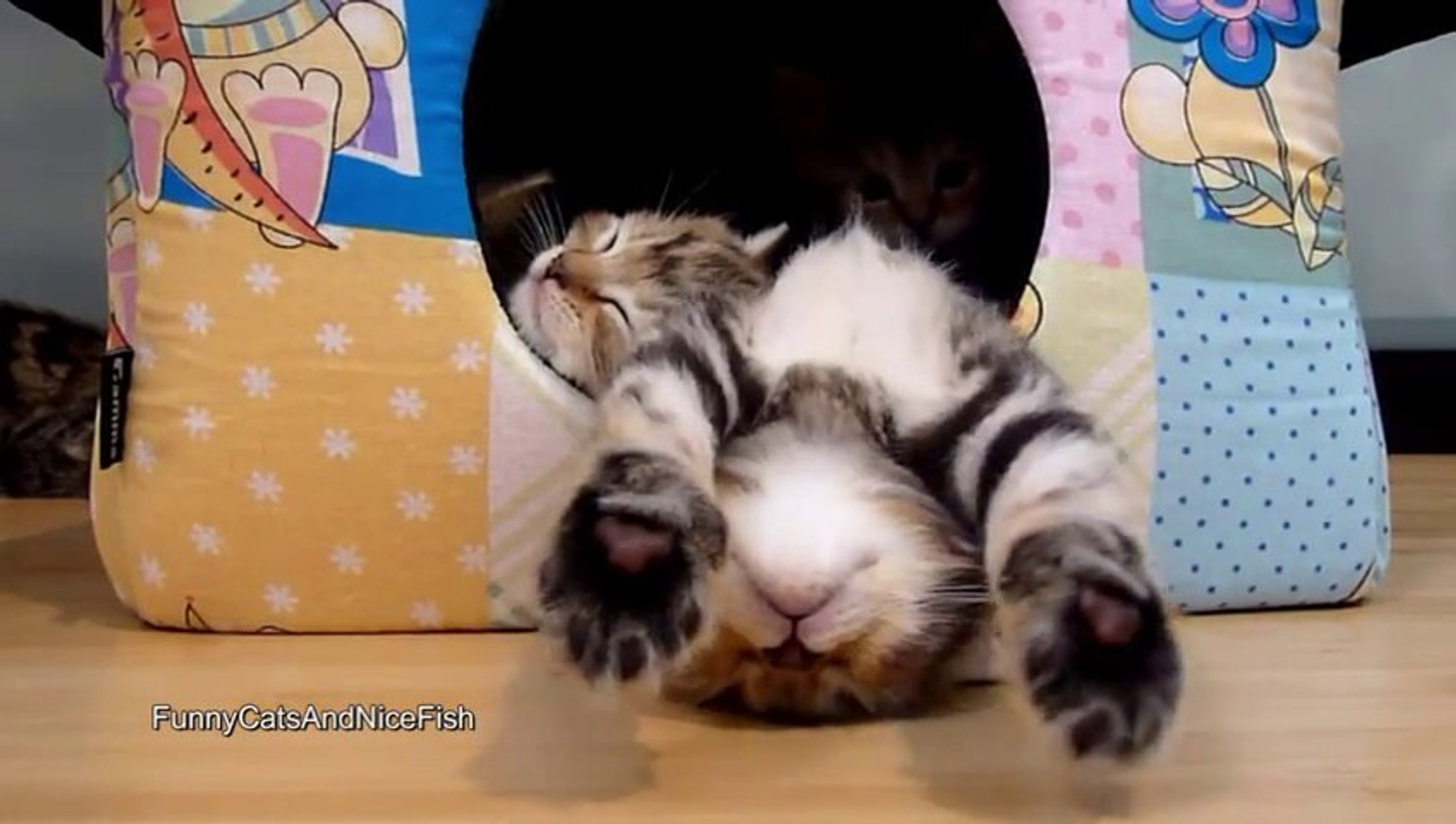 Le Plus Craquant Des Bebes Chats Jamais Vu Trop Mignon Video Dailymotion