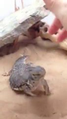 Big lizard wants hug!!! so cute!