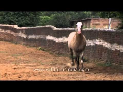 Horse running in the fields of Nakul Stud Farm in Gurgaon