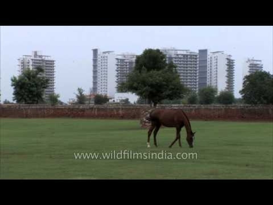 Horse feeding in Nakul's Stud farm
