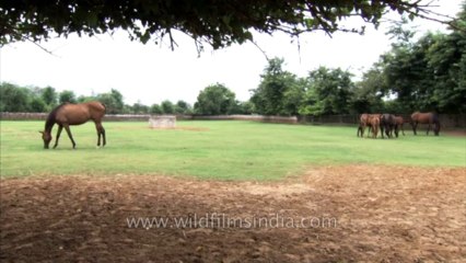 Horses Gurgoan Card 1 21