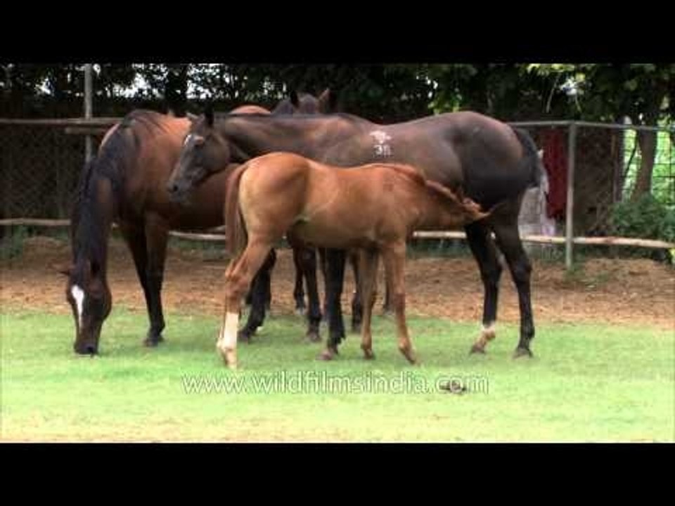 Young horse sucking milk from udder of mare