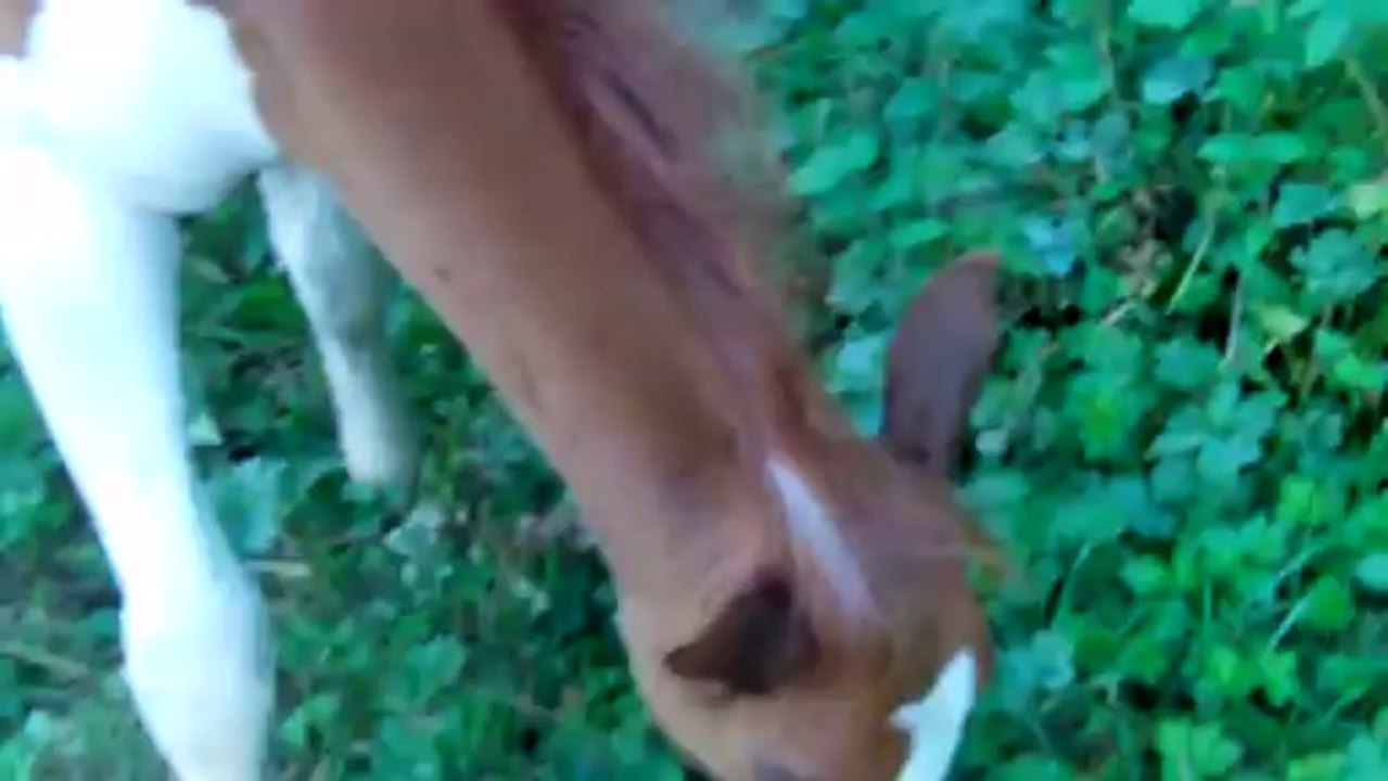 Dandy le buldybolder ( 22aout2013)