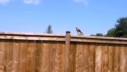 Un homme va filmer un jeune faucon dans son jardin quand soudain...