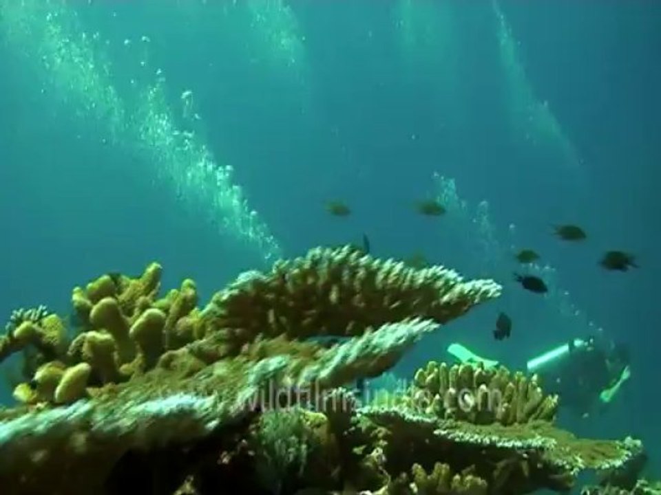 under water-scuba divers 4