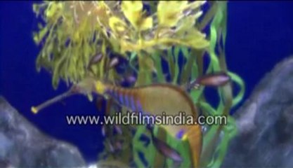 singapore-1-MPEG-4 800Kbps