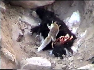 Snow leopard- fox eating yak