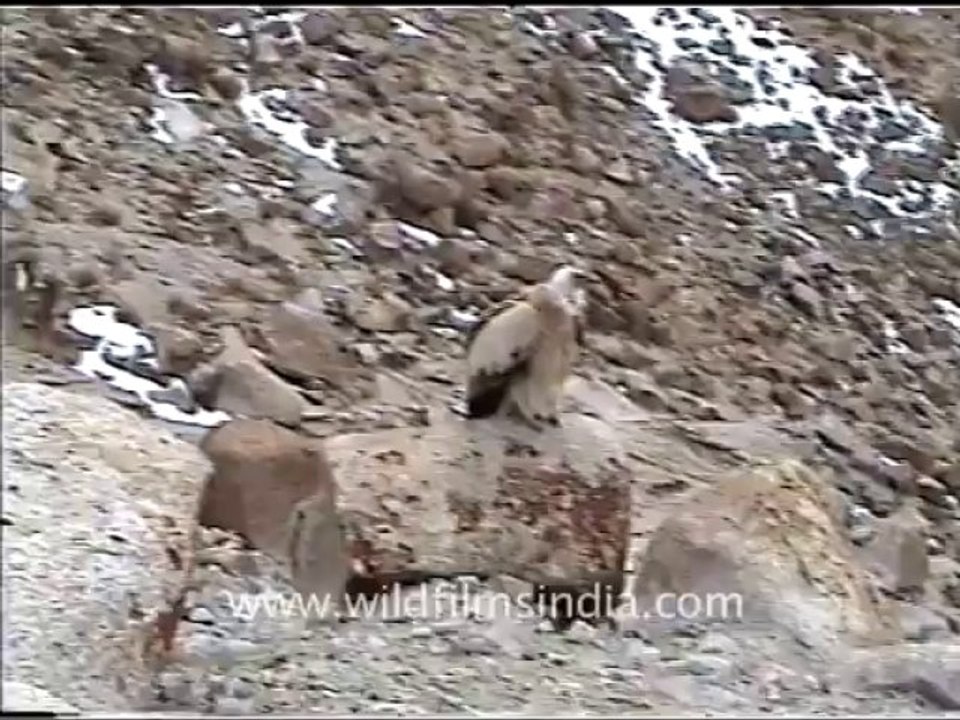 Snow leopard- vulture