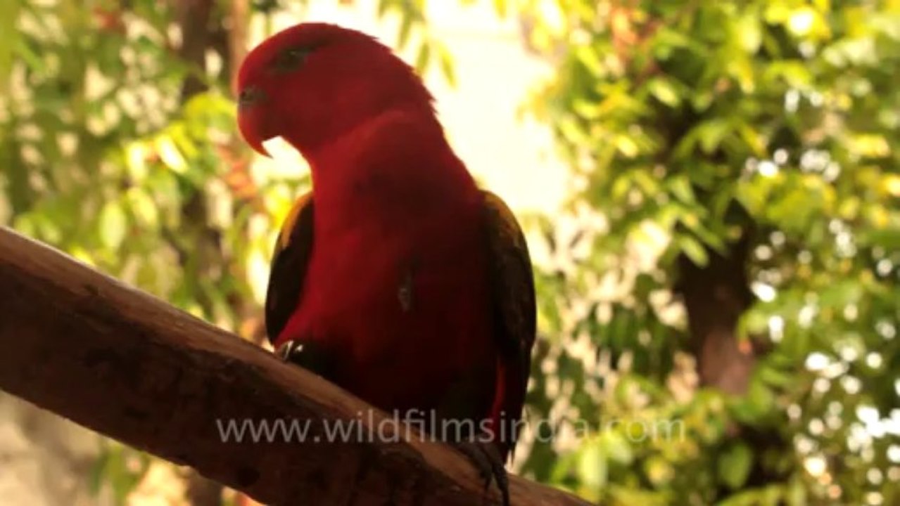 Thailand-Animals-Birds-5
