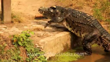 Thailand-Animals-Reptiles-3