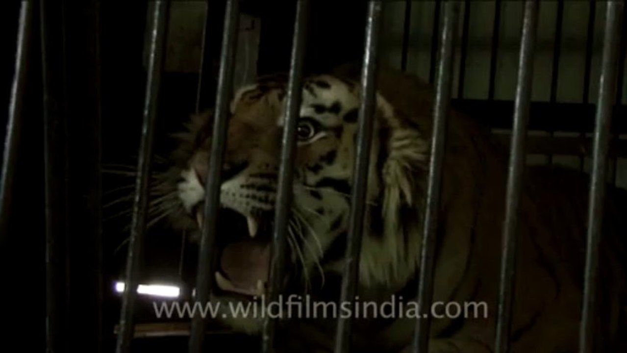Tiger-nainital-1