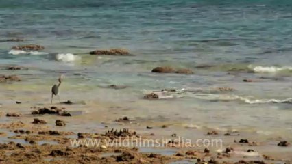 Timor-Wildlife-Birds-1