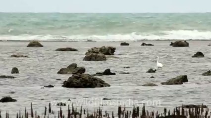 Timor-Wildlife-Birds-4