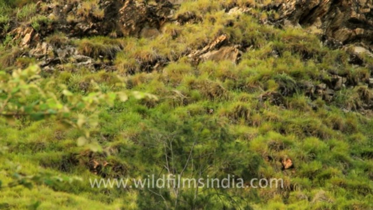 Timor-Wildlife-Birds-6