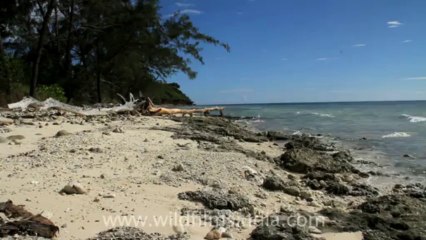 Timor-Wildlife-Landscape-1