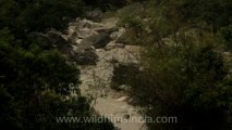 Timor-Wildlife-Landscape-11