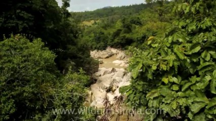 Timor-Wildlife-Landscape-12