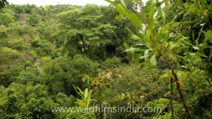 Timor-Wildlife-Landscape-15