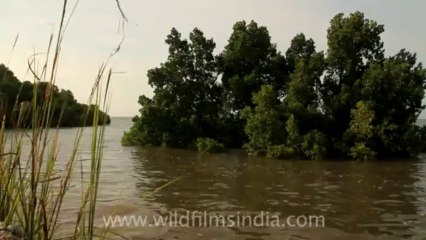 Timor-Wildlife-Landscape-18