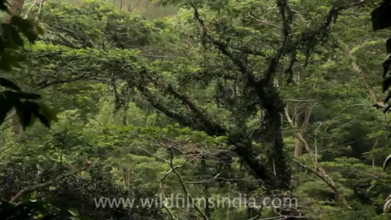 Timor-Wildlife-Landscape-20