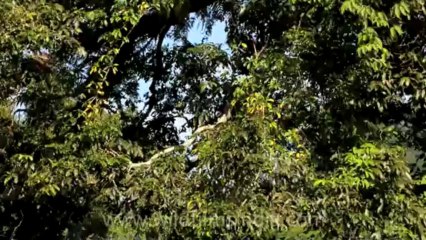 Timor-Wildlife-Landscape-8