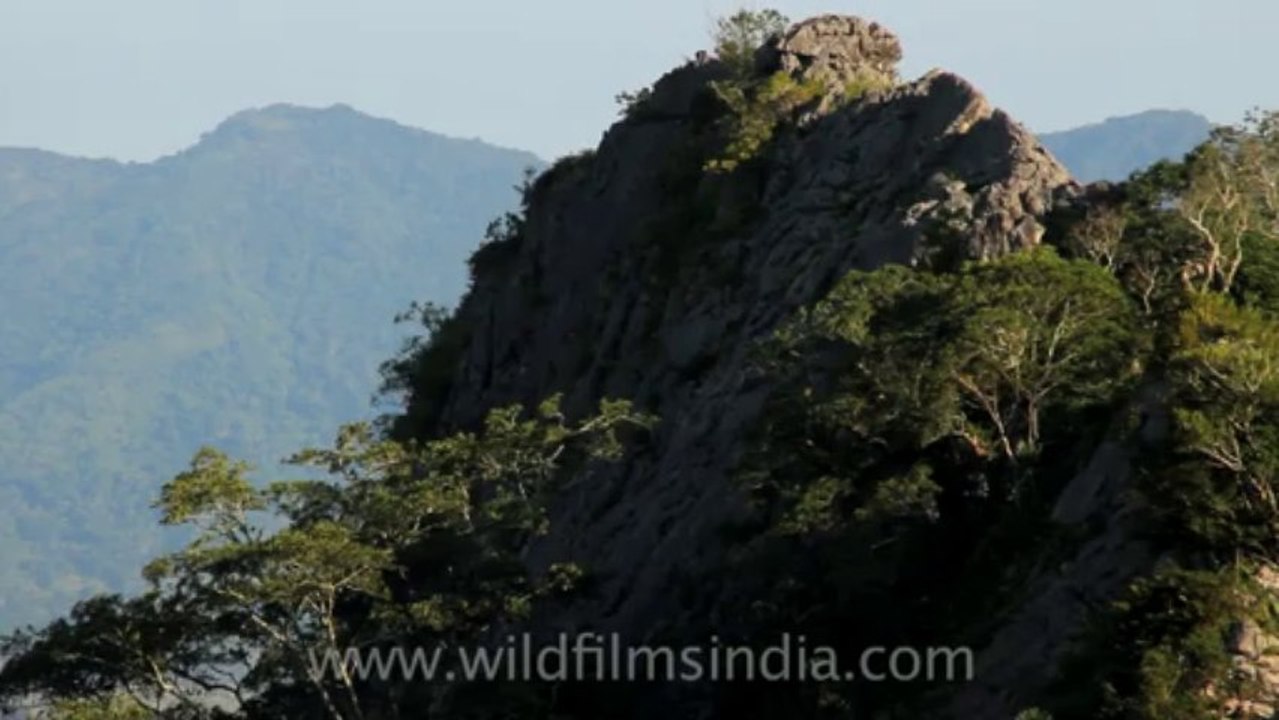 Timor-Wildlife-Landscape-9