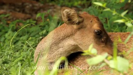 Timor-Wildlife-Mammals-2