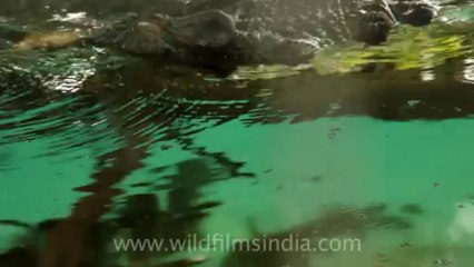 Timor-Wildlife-Reptiles-Crocodile-1