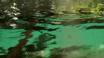 Timor-Wildlife-Reptiles