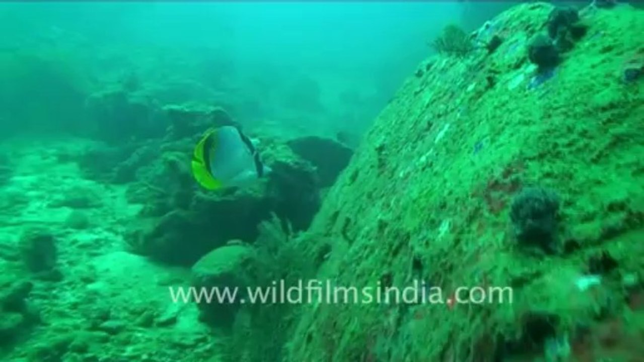 Under water-12