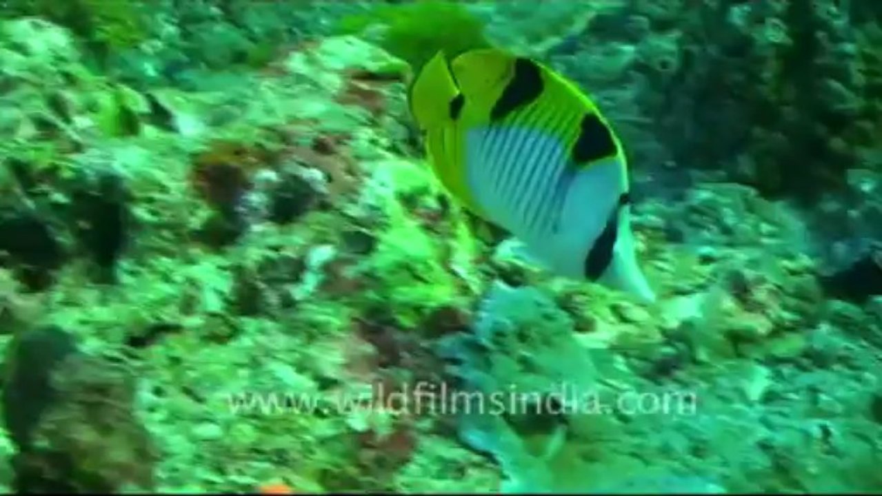 Under water-4