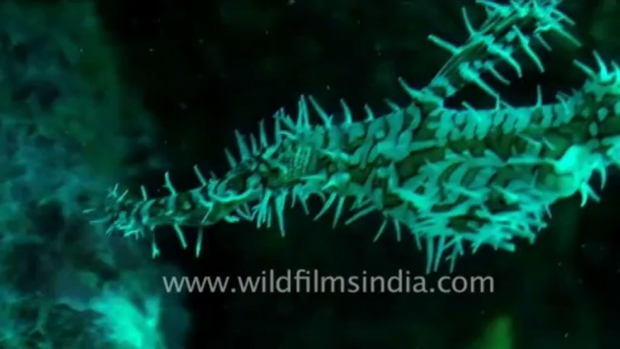 under water-ghost pipefish 2